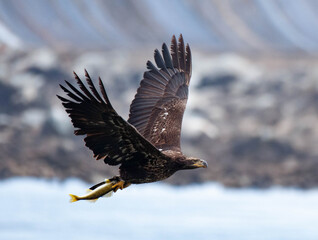 Young bald eagle flying with a fish