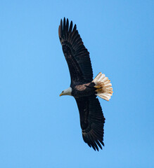 Bald Eagle from below