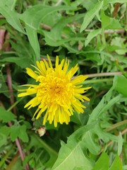 a picture of flowers taken in the garden