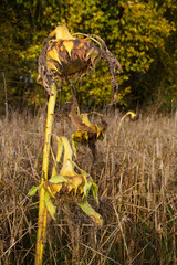Wheatfield with withered Sunflowers in autumn