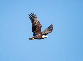 High-flying Eagle
