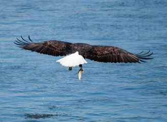 Bald Eagle flying away with a fish