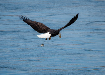 Bald Eagle after dropping its fish