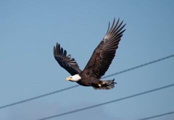 Bald Eagle in flight