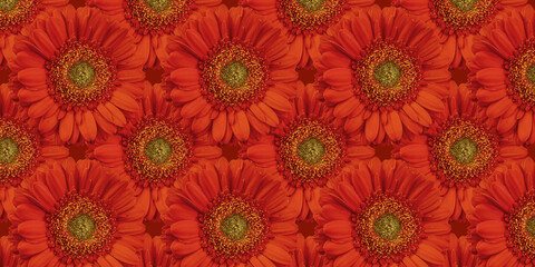 beautiful background with flowers seamless pattern with red gerbera