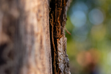 Tree bark in close up view
