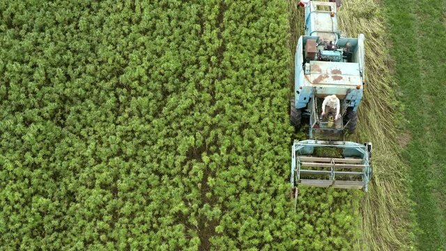 Hemp farmer harvesting cannabis on field with combine. Aerial view.