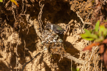 Hummingbird 