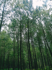 Kepil, Wonosobo - Pine forests. Pine forest tourist spot