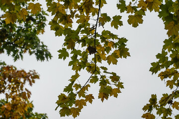 detail of autumn rust leaves