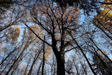 Wald, Herbst, Blätter, Eiche, Baum