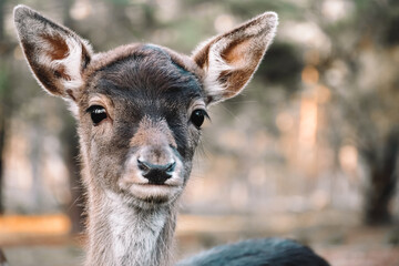 deer in the forest