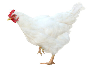 White chicken hen poultry isolated on white background.
