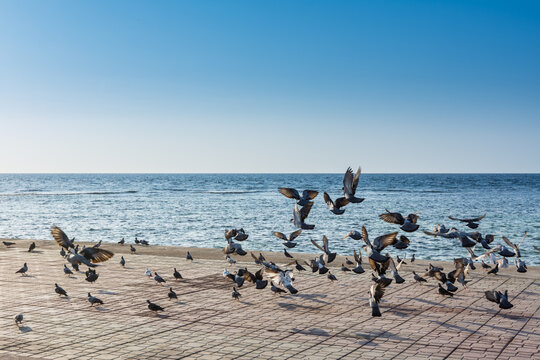 A group of pegeons flying at the Jeddah Corniche, 30 km coastal resort area of the city of Jeddah. Located along the Red Sea, features a coastal road, recreation areas, pavilions and civic sculptures