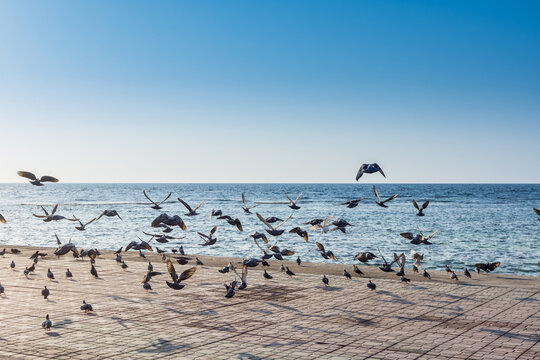 A group of pegeons flying at the Jeddah Corniche, 30 km coastal resort area of the city of Jeddah. Located along the Red Sea, features a coastal road, recreation areas, pavilions and civic sculptures