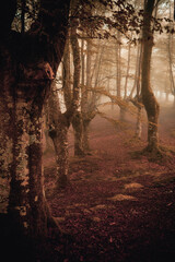 Bosque rojo de hayas con niebla en otoño