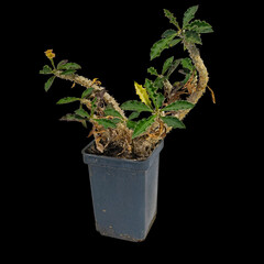 Blooming Plant Euphorbia Tulearensis (Latin Name). Isolated On Black Background