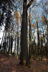 Wald, Herbst, Blätter, Eiche, Baum