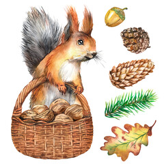 Watercolor illustration with cute fluffy squirrel, forest animal, naturalistic image, squirrel portrait © Vladimir Savin