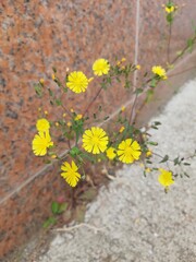 a picture of flowers taken in the garden