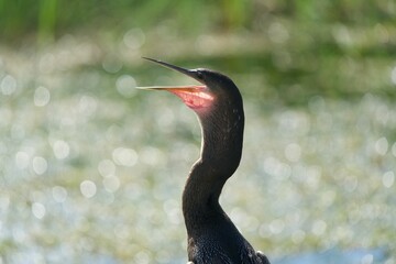 Anhinga 