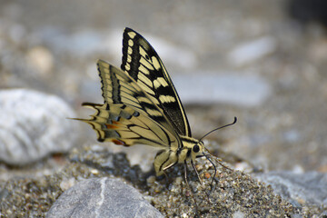 butterfly on a flower