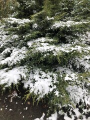 mountain stream in winter