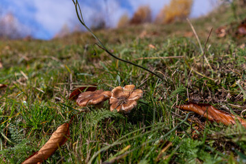 nature in mountains in Romania