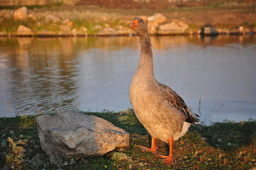 evening sun sunset goose stands by the river with its neck stretched out