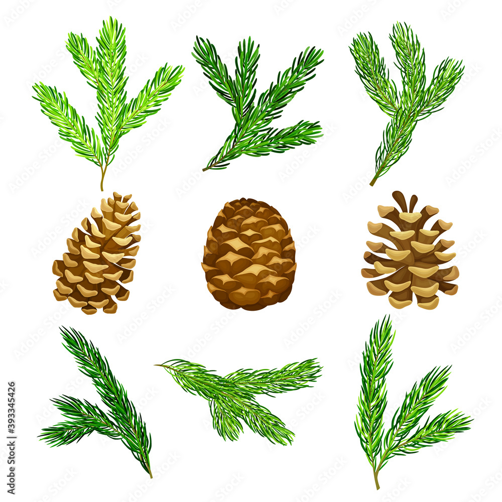 Poster pine tree evergreen branches and cones vector set