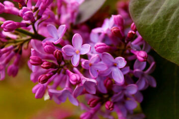 Fototapeta premium flowers