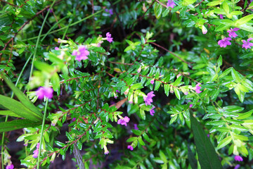 White and purple eyebright flowers were blooming