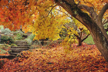 The yellow and orange leaves of the Acer Palmatum (Japanese Maple during the autumn