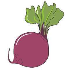 vector hand drawn illustration of beet