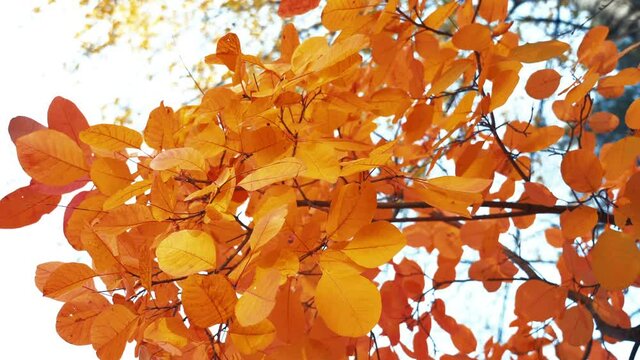 Gold leaves Smoke tree (Cotinus) in the wind 