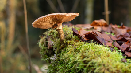 Mushroom in the Wood