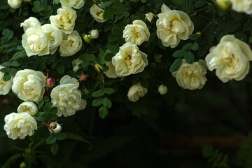 Obraz na płótnie Canvas white rose hips framed by dark green foliage on a dark background