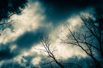bare tree branches against the dark cloudy sky at night.
