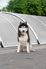 A portrait of very old Siberian Husky male dog. The dog is sitting on grey lines, a grey pool pavilion, and green trees are behind him. He is very attentive; his eyes are brown; fur is black and white