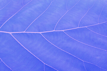 Close-up of abstract blue leaves for design work.