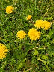 Yellow dandelions. Warm spring time. Blooming flowers. Background for the screen. Green, fresh grass.