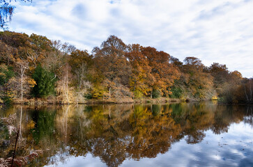 Line of trees on a river bank in autumn winter