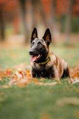 Happy Belgian Shepherd dog Malinois outdoors in autumn