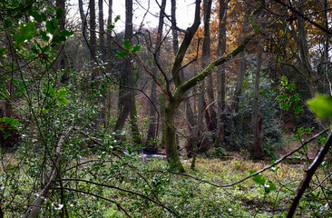 Tree in a forest with no leaves in autumn winter time