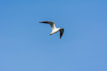 Fototapeta na wymiar A seagull is flying in sky over the sea waters in corniche park, Dammam, Saudi Arabia