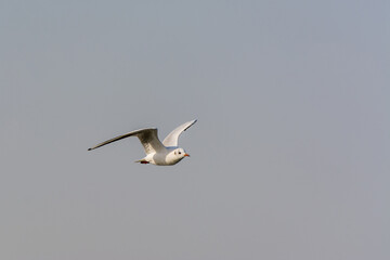 A seagull is flying in sky over the sea waters in corniche park, Dammam, Saudi Arabia