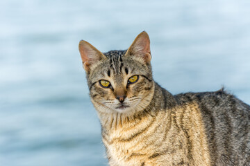 Portrait of homeless cat sitting by the sea at the corniche park in Dammam city, Saudi Arabia
