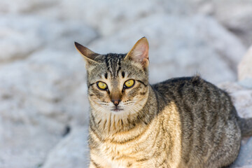 Portrait of homeless cat sitting by the sea at the corniche park in Dammam city, Saudi Arabia
