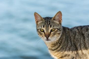Obraz premium Portrait of homeless cat sitting by the sea at the corniche park in Dammam city, Saudi Arabia