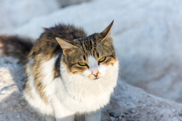 Portrait of homeless cat sitting by the sea at the corniche park in Dammam city, Saudi Arabia